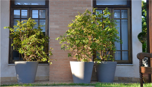 Linea Low Planter